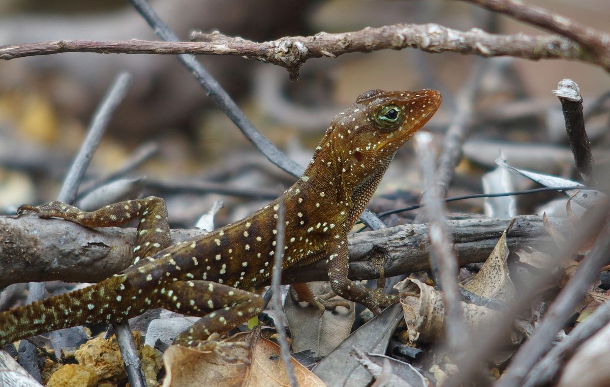 gyik Dominica